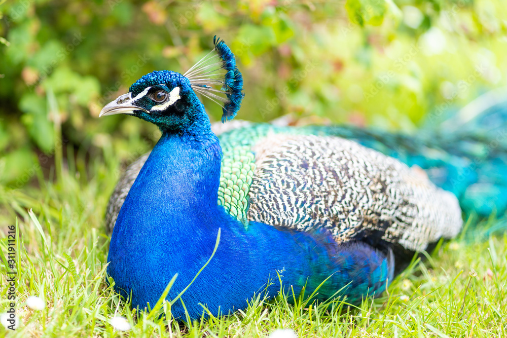 Obraz premium Colorful peacock in a green garden. Male peafowl are referred to as peacocks, and female peafowl as peahens. Male peafowl are known for their piercing calls and their extravagant plumage. 