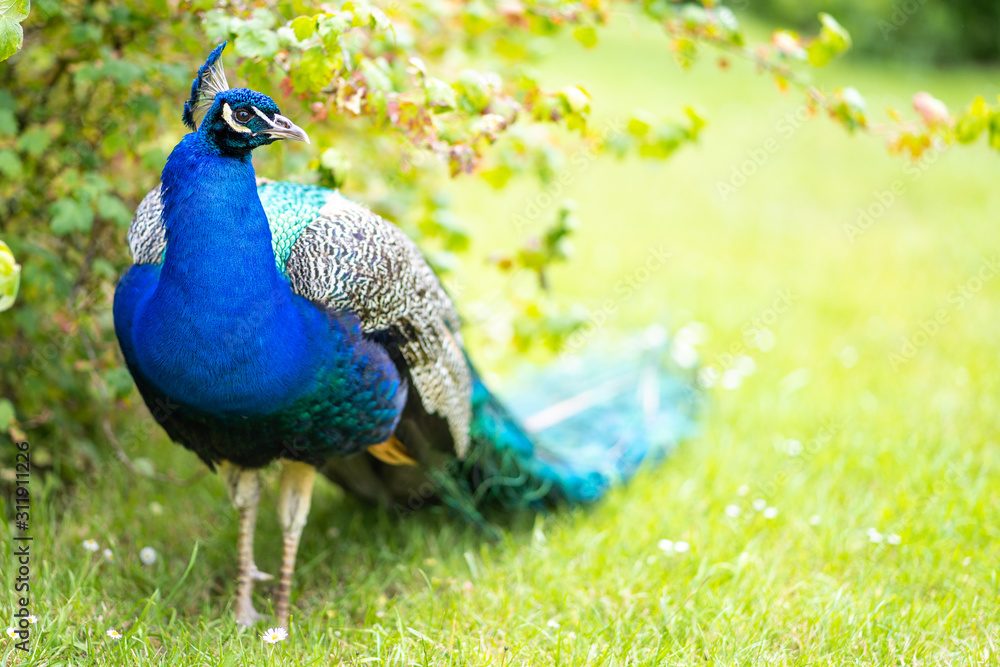 Obraz premium Colorful peacock in a green garden. Male peafowl are referred to as peacocks, and female peafowl as peahens. Male peafowl are known for their piercing calls and their extravagant plumage. 