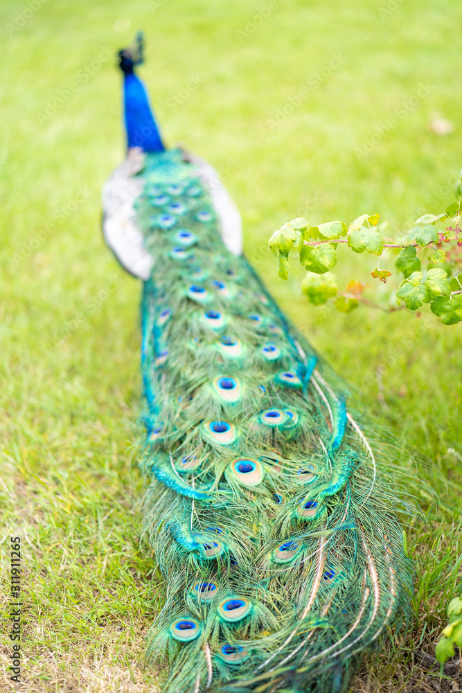 Obraz premium Colorful peacock in a green garden. Male peafowl are referred to as peacocks, and female peafowl as peahens. Male peafowl are known for their piercing calls and their extravagant plumage. 