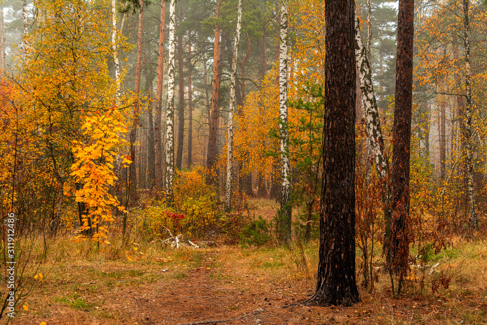 Autumn landscape. Nice day for a nice walk. A beautiful forest decorated with autumn leaves pleases the eye. Autumn landscape. Nice day for a nice walk. A beautiful forest decorated with autumn leaves pleases the eye.