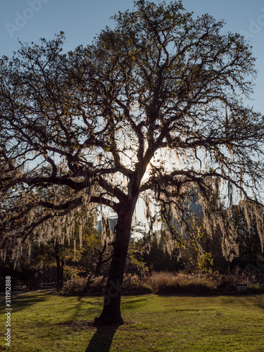 A garden full of colors and calm scent 