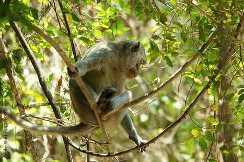 Crab-eating monkeys (Macaca fascicularis), also known as long-tailed macaques, are primates originating from Southeast Asia. These monkeys are very adaptive, including wild animals that follow humans.