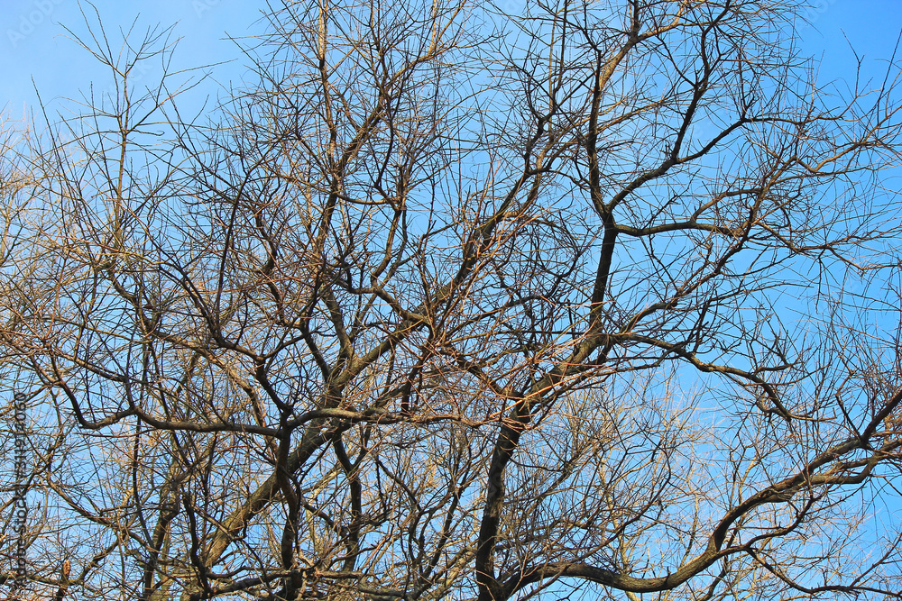 leafless trees in the autumn park leafless trees in the autumn park