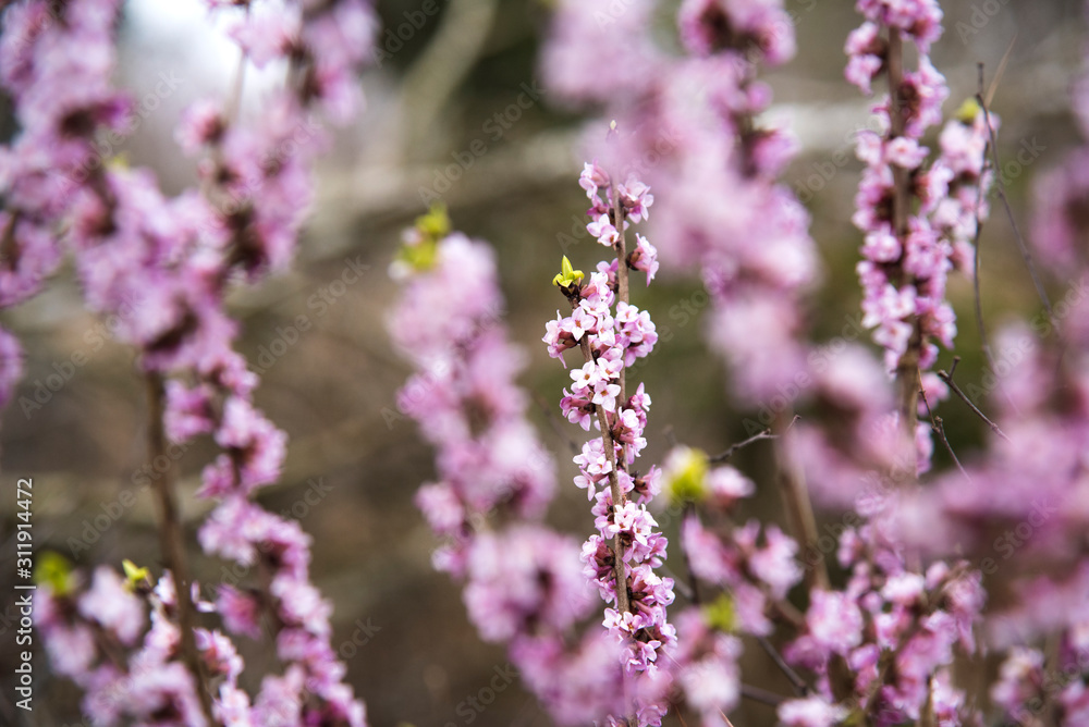 Daphne mezereum, commonly known as mezereum, mezereon (Daphne mezereum L.) Daphne mezereum, commonly known as mezereum, mezereon (Daphne mezereum L.)