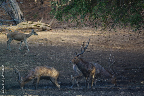 Fototapeta Naklejka Na Ścianę i Meble -  Java deer (Deer timorensis) is a type of deer that is endemic to the islands of Java, Bali and Timor (including Timor Leste) in Indonesia.