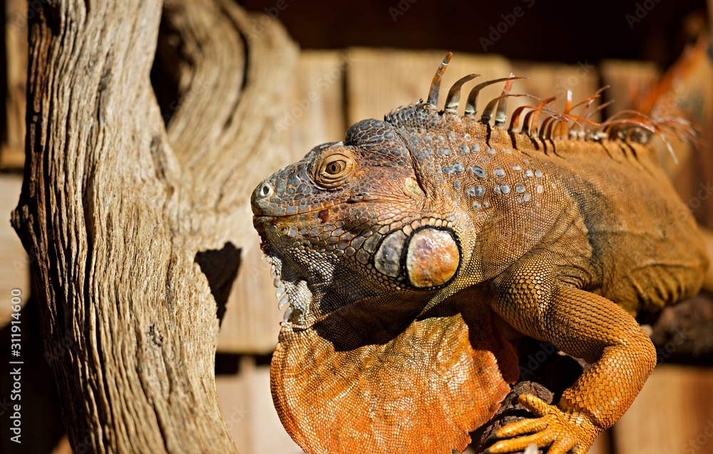 Naklejka premium Iguane - reptile animal faune