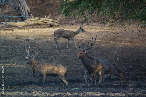 Fototapeta Naklejka Na Ścianę i Meble -  Java deer (Deer timorensis) is a type of deer that is endemic to the islands of Java, Bali and Timor (including Timor Leste) in Indonesia.