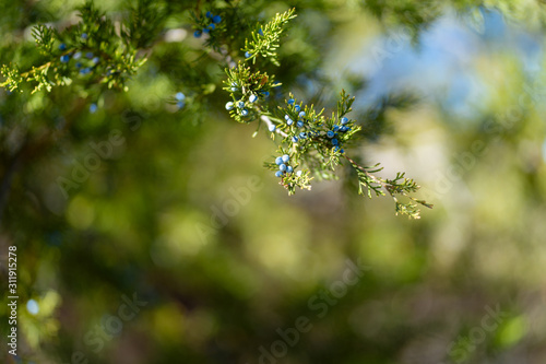 Fruits on thuja branches in a Texas city reserve on a sunny December day.