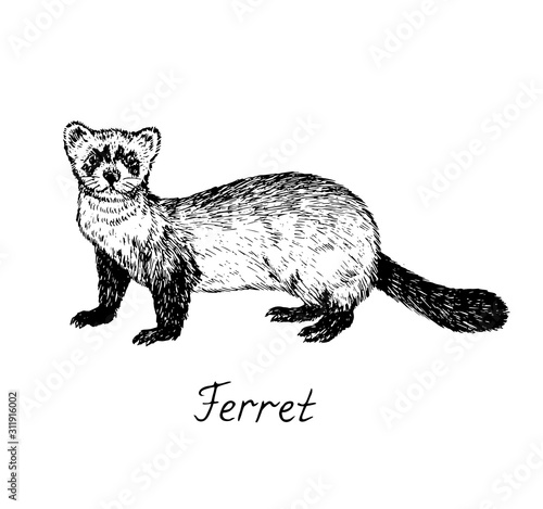 Ferret side view, hand drawn doodle, drawing sketch in gravure style, vector illustration