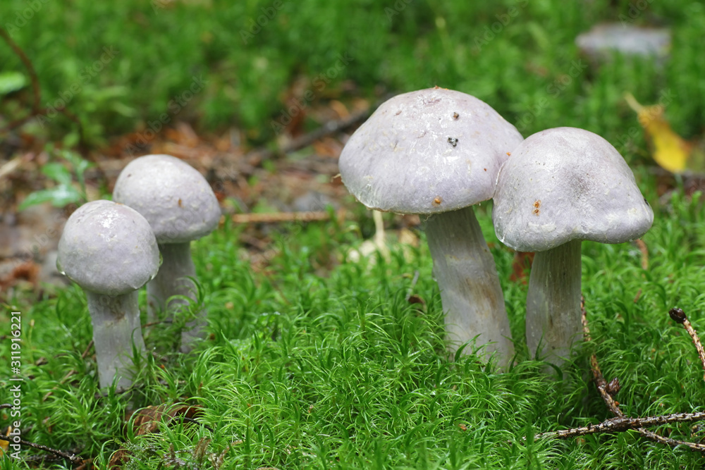 Cortinarius traganus, known as the gassy webcap, wild mushroom from Finland Cortinarius traganus, known as the gassy webcap, wild mushroom from Finland
