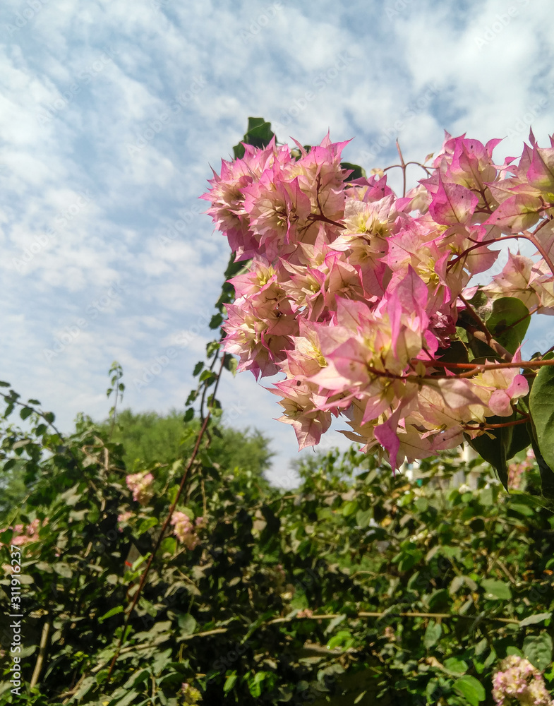 pink flowers on a background of blue sky