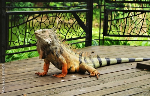 iguana on wood photo