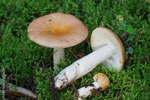 Russula decolorans, known as copper brittlegill, wild edible mushroom from Finland