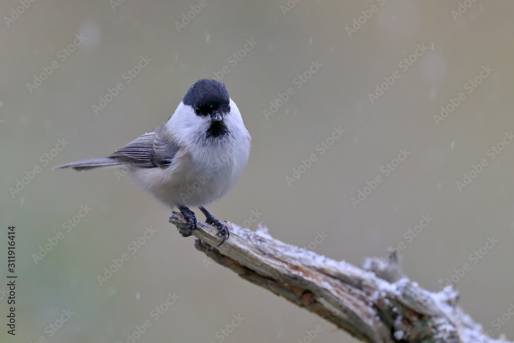 Obraz premium willow tit