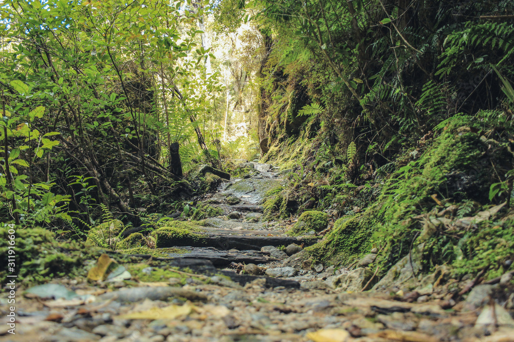 wild walkway at Oparara basin arch, South Island, New Zealand wild walkway at Oparara basin arch, South Island, New Zealand