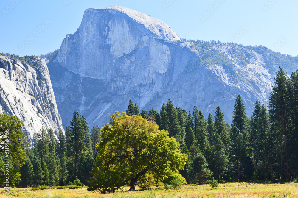 Big green tree in front of Half Dome mountain in the Yosemite national park