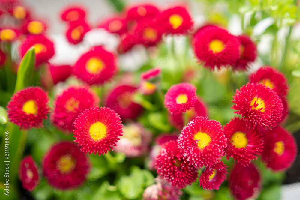 red chrysanthemum flowers in a pot red chrysanthemum flowers in a pot
