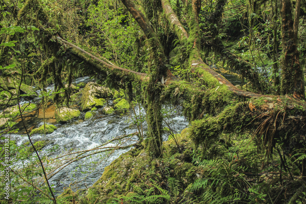 Obraz premium River at Riwaka Resurgence, South Island, New Zealand