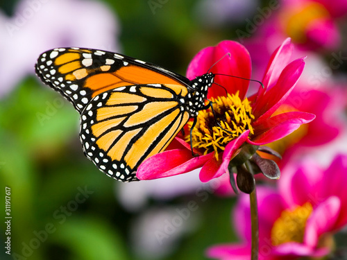 Monarch Butterfly © Marcio