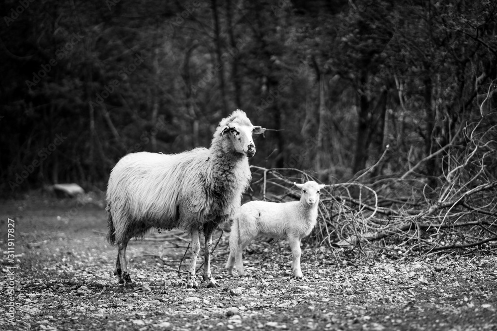 Obraz premium Cres’ semiwild Tramuntana sheep are unique to the island and perfectly adapted to the karst pastures. Mother and son child (in B&W) standing or running