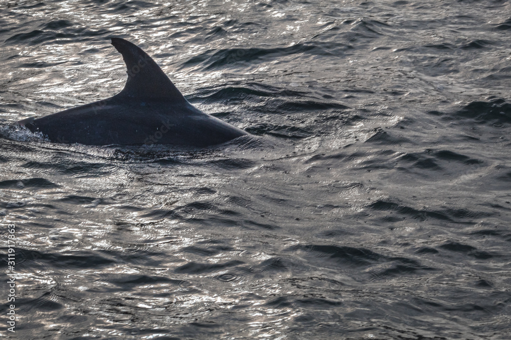 Fototapeta premium delfín
