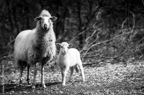 Cres’ semiwild Tramuntana sheep are unique to the island and perfectly adapted to the karst pastures.  Mother and son child (in B&W) standing or running photo