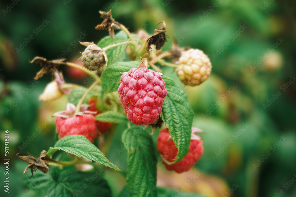 Fresh raspberries on the branch. The raspberries in the bushes. Raspberries in the garden. Fresh raspberries on the branch. The raspberries in the bushes. Raspberries in the garden.