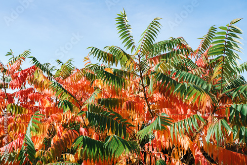 Autumn red and yellow colors of the sumac. Leaves of sumac on blue sky.