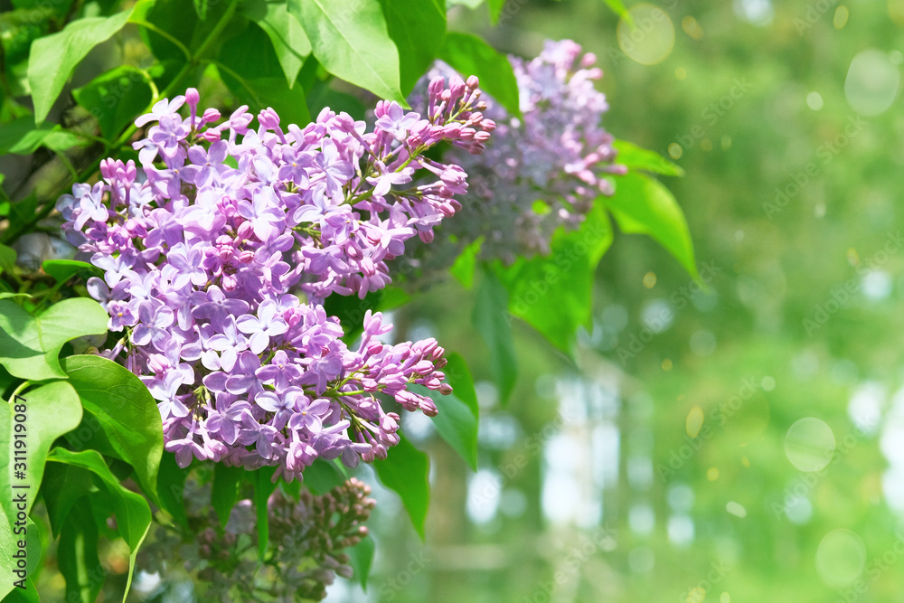 Lilac flowers with green blurred background. Branches of blossoming purple lilac, can be used for a greeting card. Spring blossom for women's Day. Lilac flowers with green blurred background. Branches of blossoming purple lilac, can be used for a greeting card. Spring blossom for women's Day.