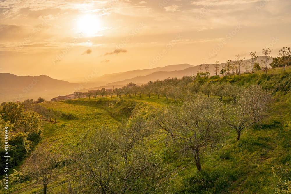 Amazing golden sunset (sunrise) near lake Butoniga, near Motovun, istria, croatia. Setting (rising) sun on vineyard and  olive trees.