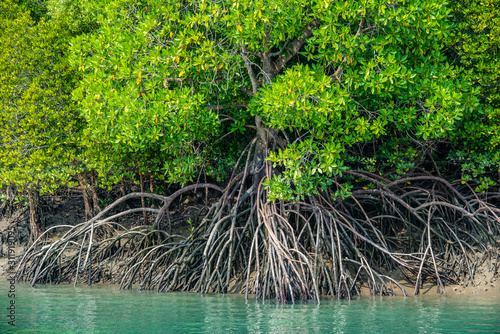 Dense mangrove forest line the many waterways of the Sunderbans, the estuary of the rivers Ganges and Brahmaputra