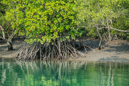 Konstfotografi Dense mangrove forest line the many waterways of the Sunderbans, the estuary of