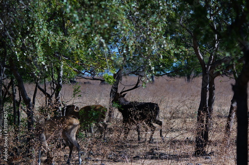 Fototapeta Naklejka Na Ścianę i Meble -  Java deer (Deer timorensis) is a type of deer that is endemic to the islands of Java, Bali and Timor (including Timor Leste) in Indonesia.