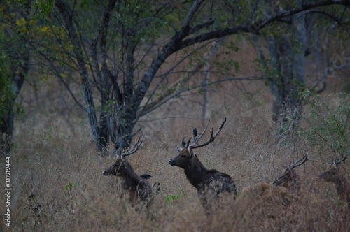 Fototapeta Naklejka Na Ścianę i Meble -  Java deer (Deer timorensis) is a type of deer that is endemic to the islands of Java, Bali and Timor (including Timor Leste) in Indonesia.