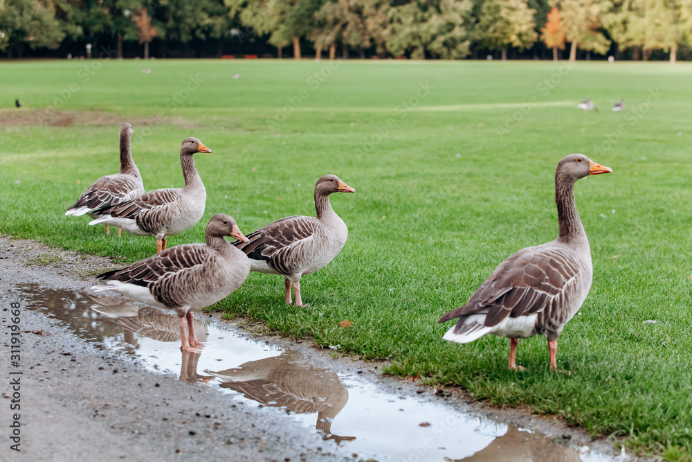 Wild geese on a walk in the park. Gray geese. Wild geese on a walk in the park. Gray geese.