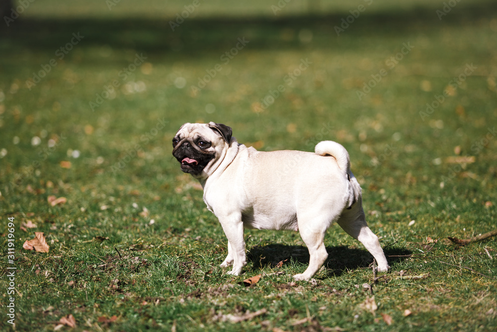 Obraz premium Pug walks in the Park in warm summer weather