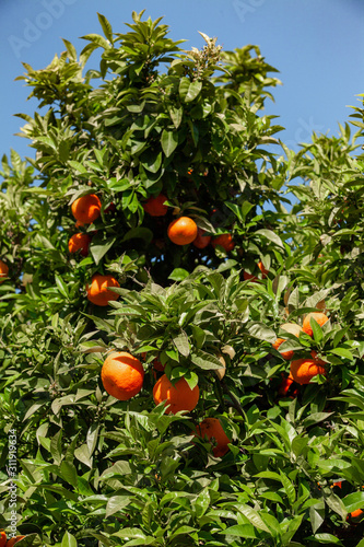 Ripe tangerines, clementines hanging on the branches and ready for Assembly