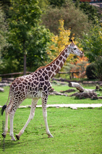 Giraffe walks in nature among the trees in summer