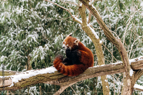 Red Panda climbs a tree in winter with green bushes in the background
