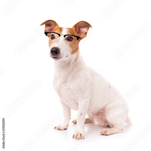 jack russell dog isolated on white background, wearing reading glasses