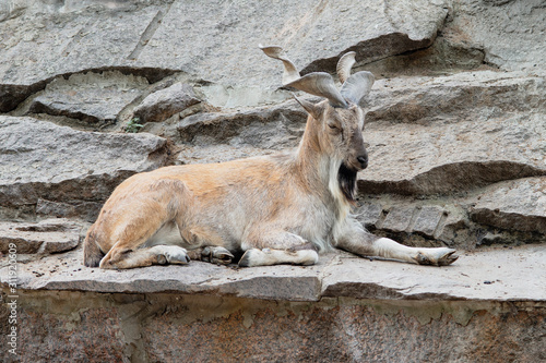 Horned goat resting among the rocks, close-up.