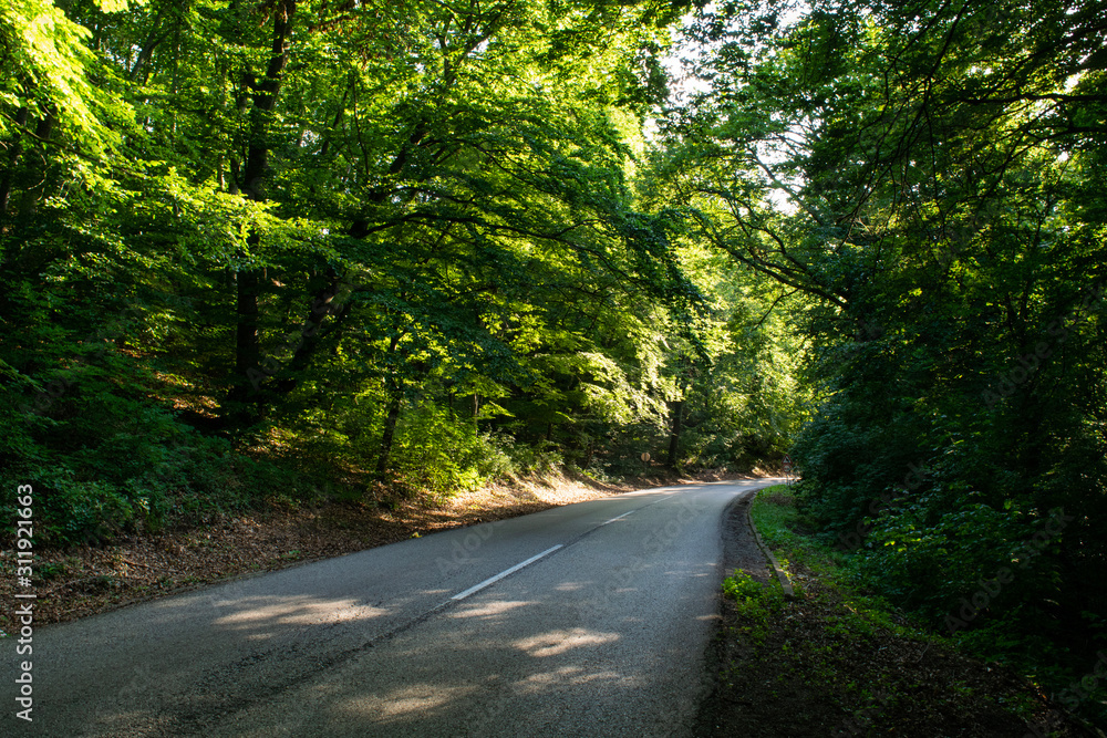 Fototapeta premium Forest road in Fruska Gora National Park, Serbia