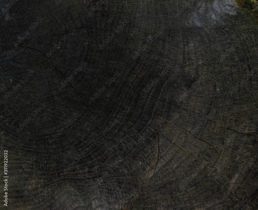 Fototapeta premium Background from a dark gray sawn tree trunk that managed to dry and become covered with small cracks