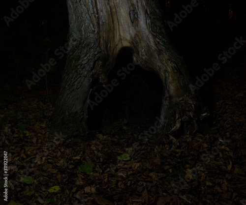 Dry leaves scattered on the ground in front of a tree with a dark hollow against the background of night haze