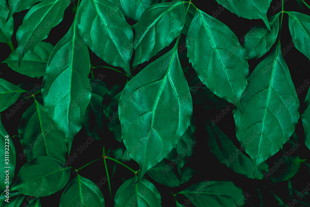 abstract green leaves texture, nature background, dark tone wallpaper abstract green leaves texture, nature background, dark tone wallpaper