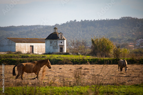 Farm church with lusitan horses - Ribatejo, Portugal photo