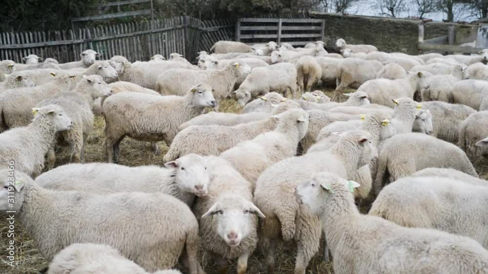 Sheep farm, herd outside bio organic wool farming Sheep farm, herd outside bio organic wool farming