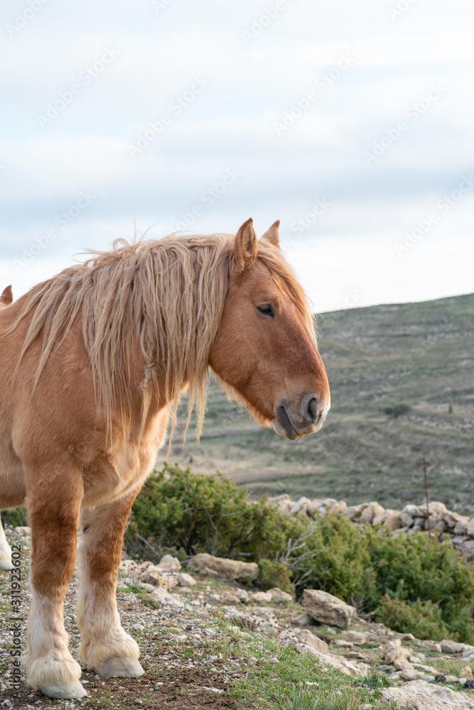 Obraz premium a long haired Brown horse in profile with mountains in the background , vertical image
