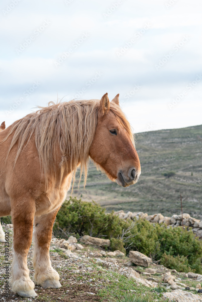 a long haired Brown horse in profile with mountains in the background , vertical image