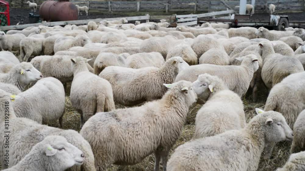 Sheep farm, herd outside bio organic wool farming Sheep farm, herd outside bio organic wool farming